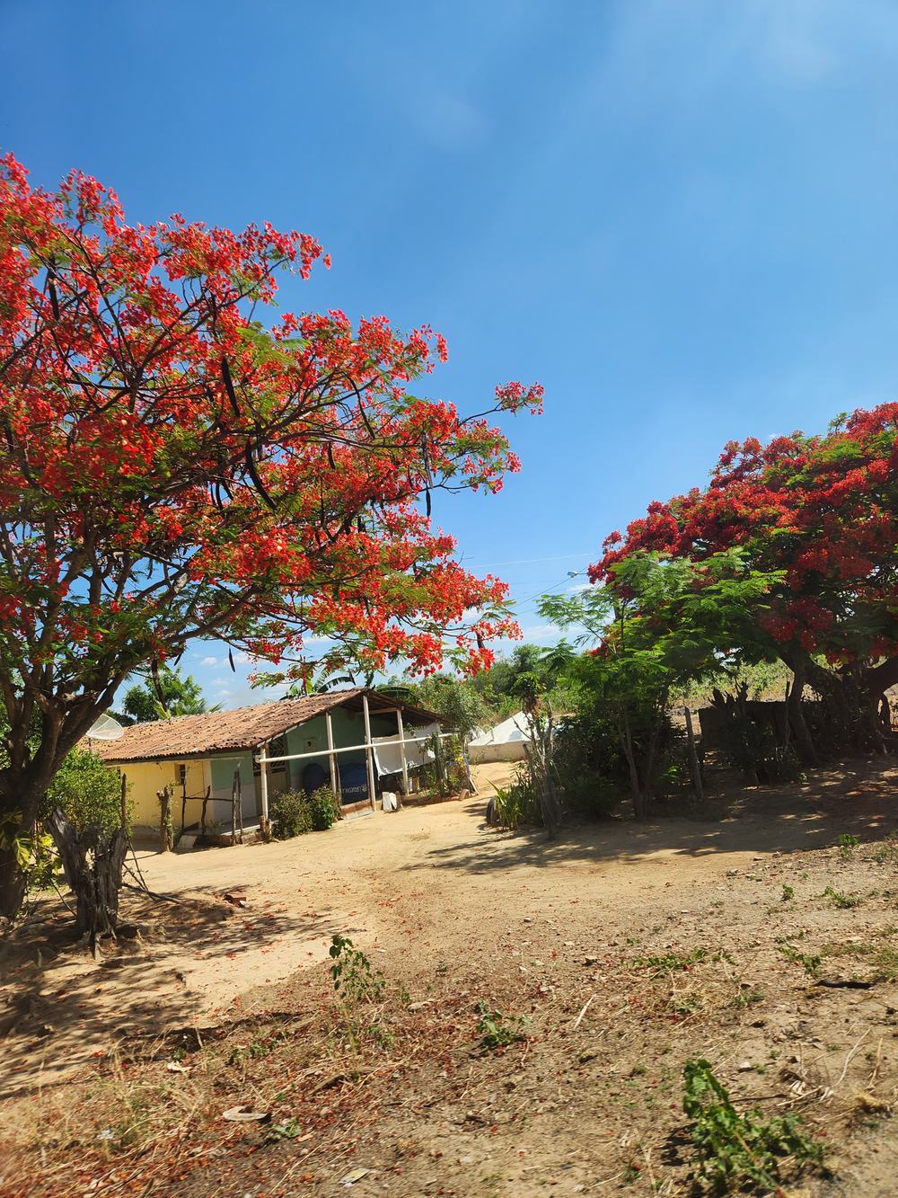 Flamboyant florido em vermelho ao lado de uma casa