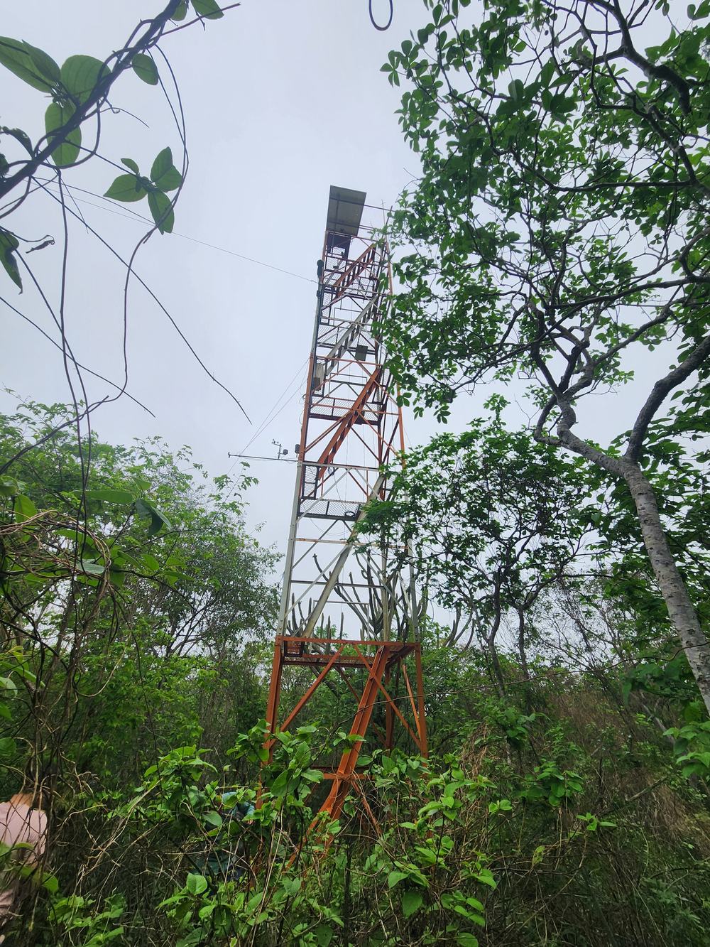 Torre de fluxo entre a vegetação verde do bioma
