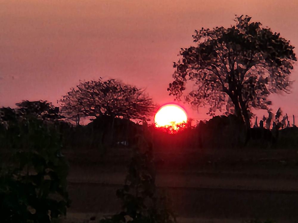 Pôr do sol vermelho com árvores em silhueta