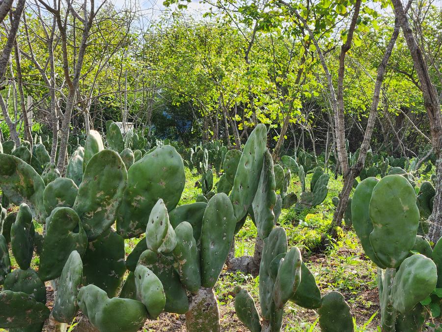 Vegetação verde da Caatinga com palma